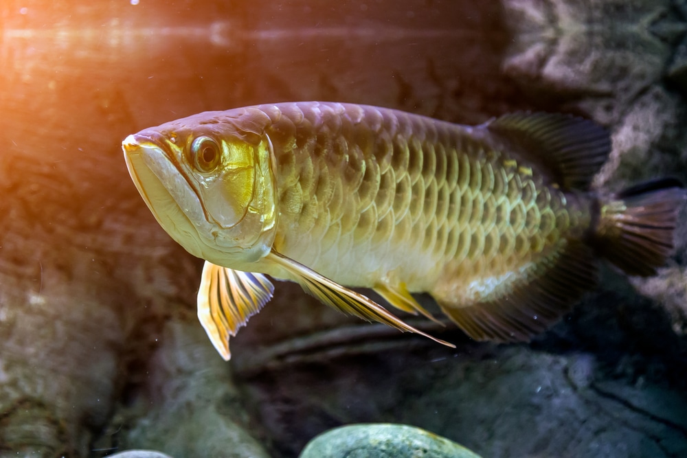 close up of arowana fish looking at camera