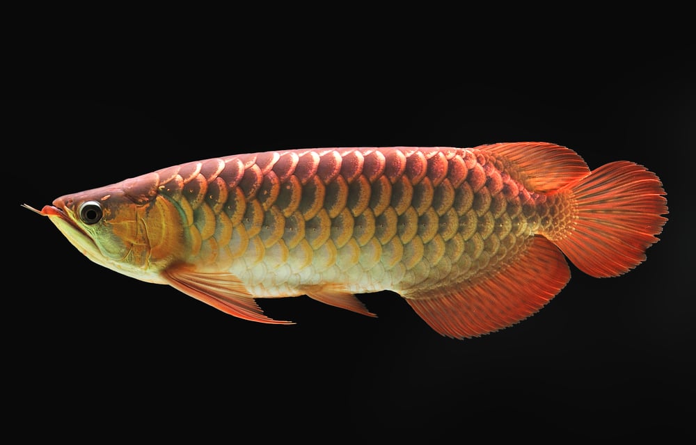 red arowana in fish tank