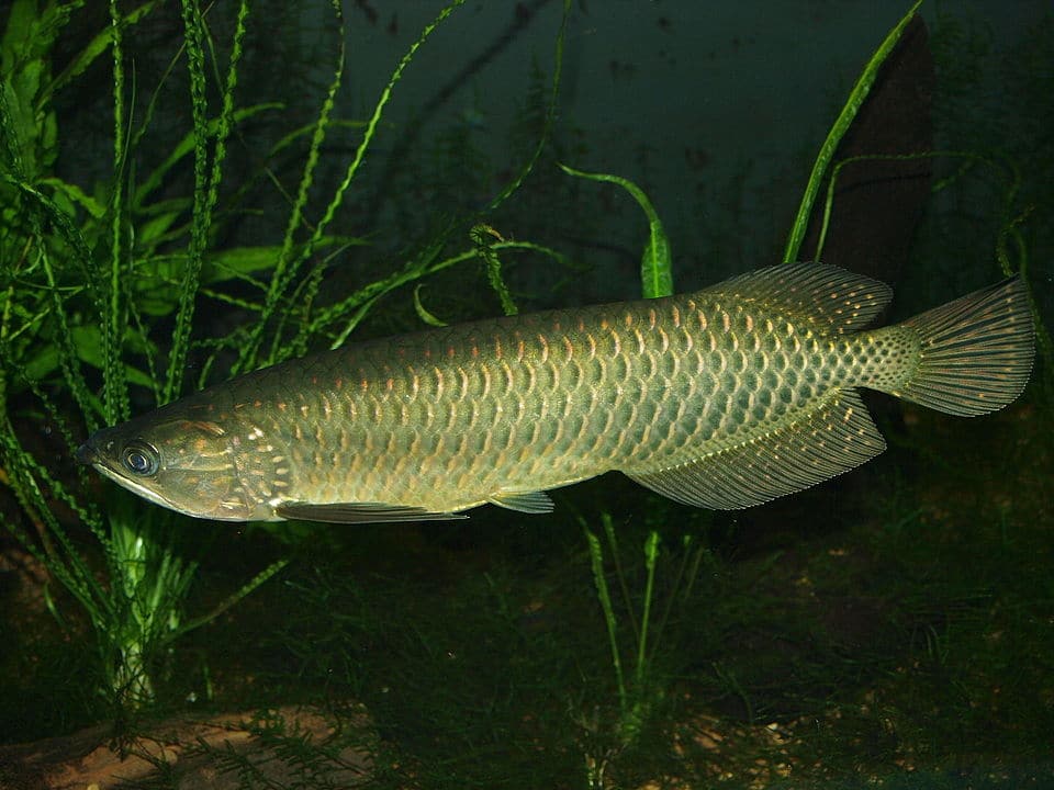 australian arowana