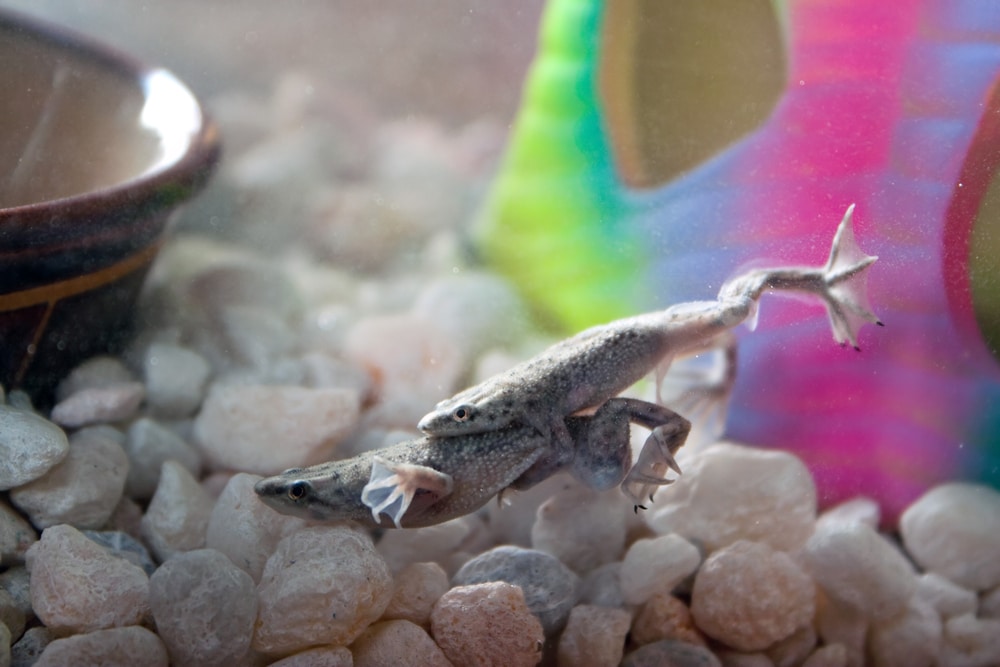 african dwarf frogs mating