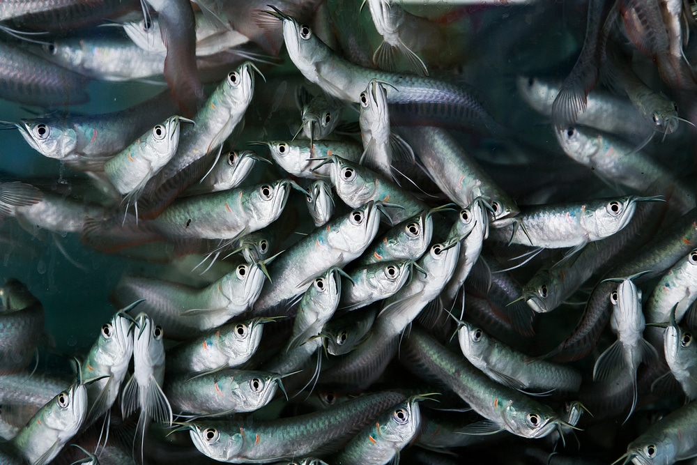 tons of baby arowanas at breeding farm