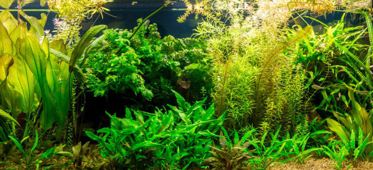 freshwater fish tank with aquarium plants