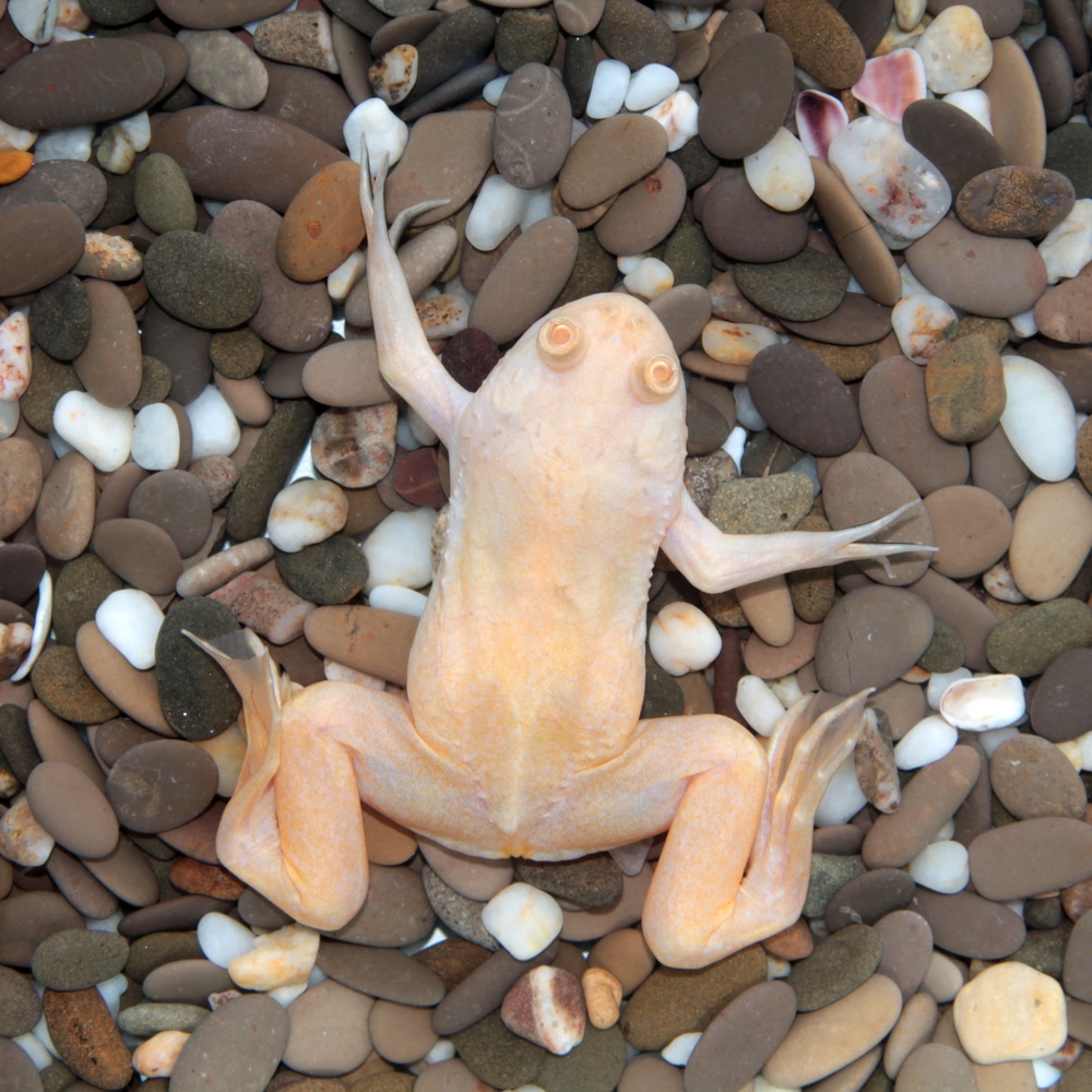 clawed frog