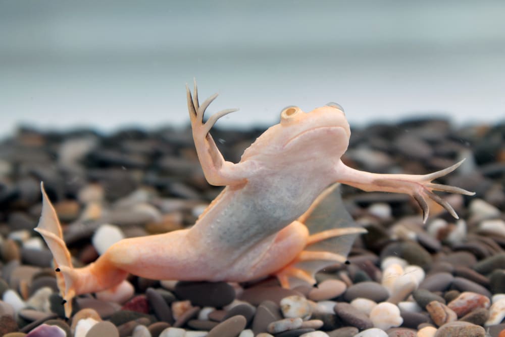 african clawed frog