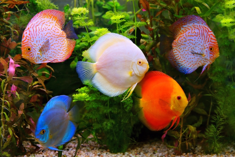 Discus (Symphysodon), multi-colored cichlids in the aquarium, the freshwater fish native to the Amazon River basin