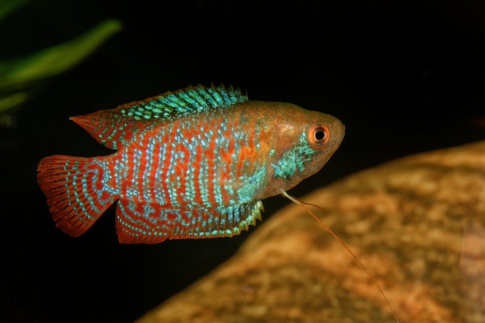 dwarf gourami in aquarium with blurred background