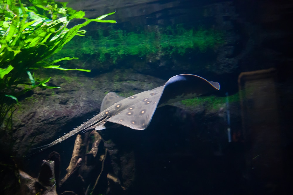 Motoro stingray in an aquarium