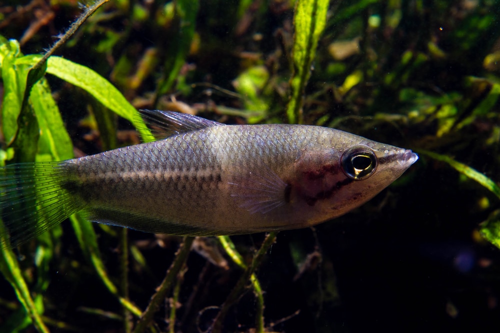 Giant Chocolate Gourami (Sphaerichthys acrostoma)