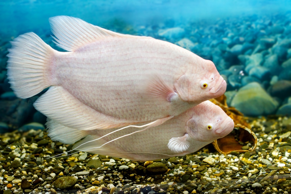 giant gourami swimming in fish tank