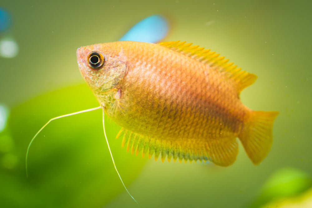 honey gourami in aquarium