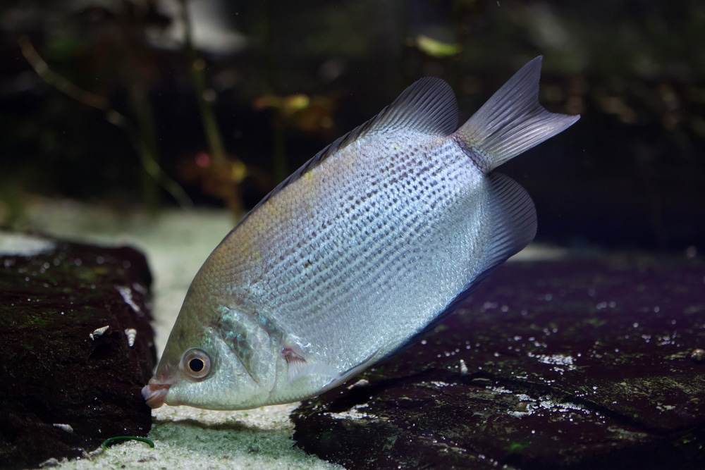 kissing gourami in aquarium