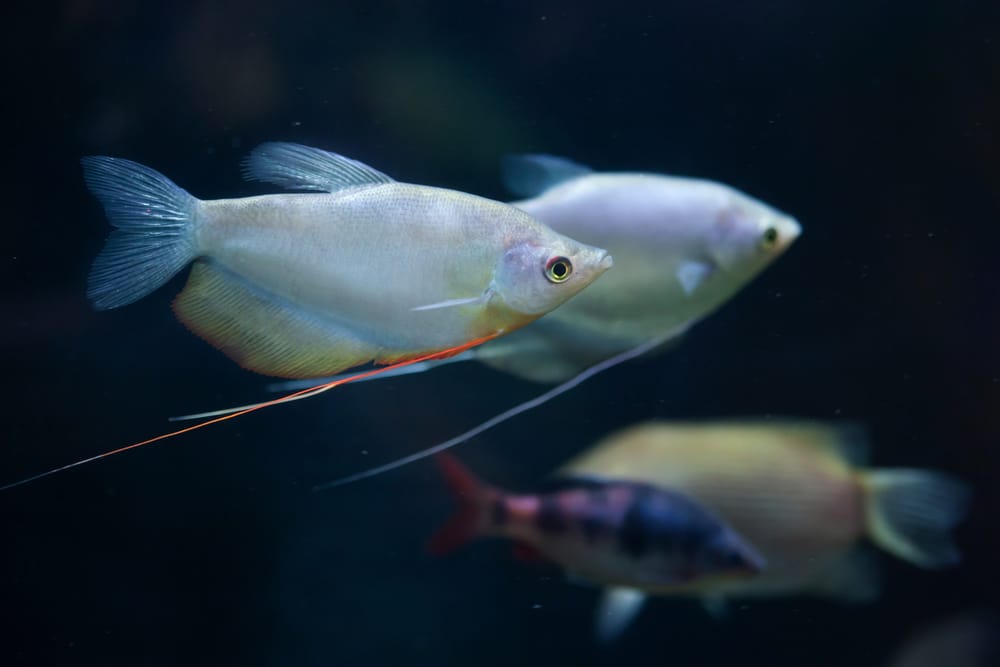 moonlight gourami in aquarium