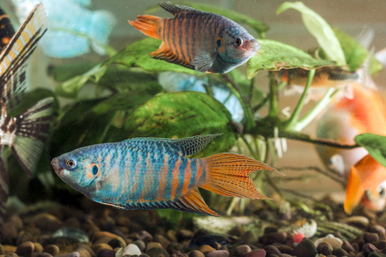 13 Popular & Beautiful Types of Gourami (Species Guide)