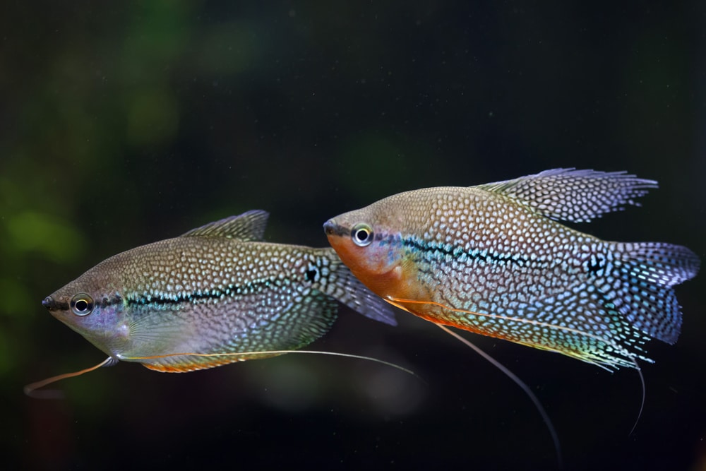 Pearl gourami (Trichopodus leerii), also known as the mosaic gourami.