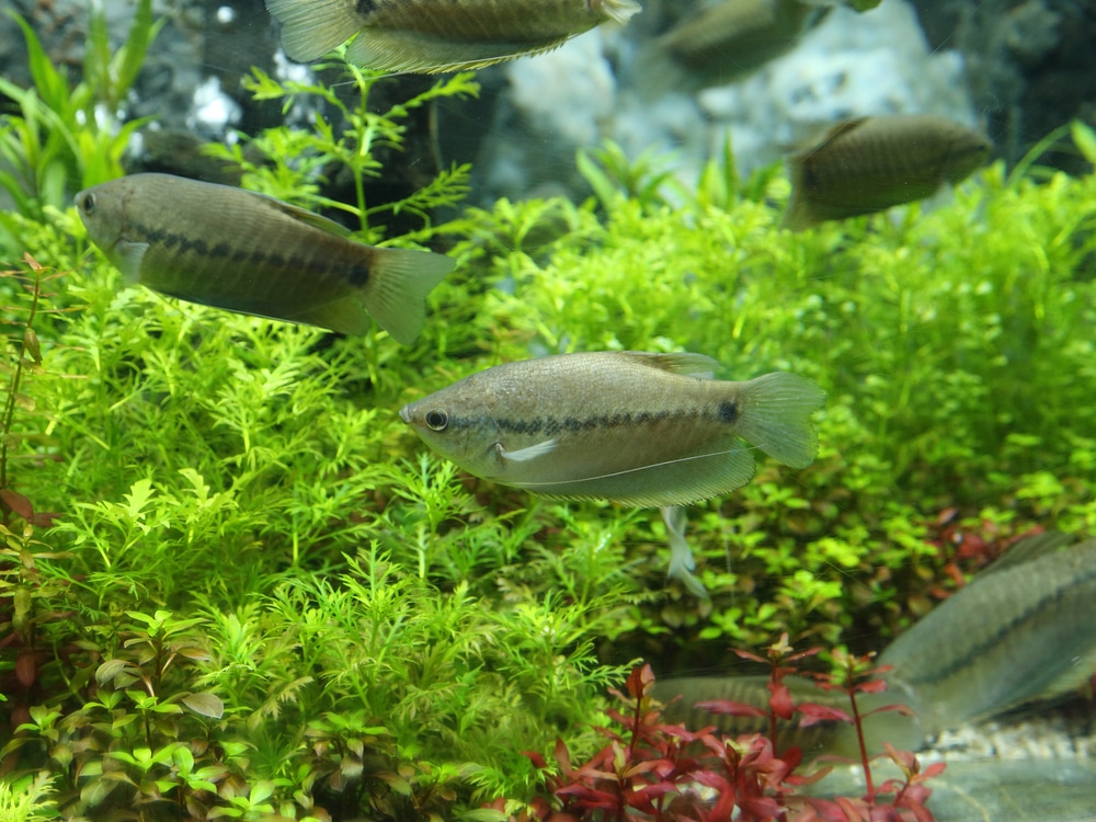 Snake skin gourami (Trichogaster pectoralis) in aquarium