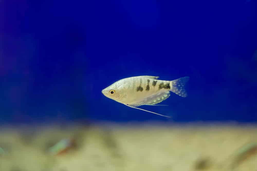 three spot gourami in aquarium