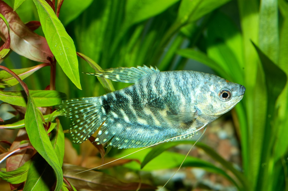 gourami fish male female difference