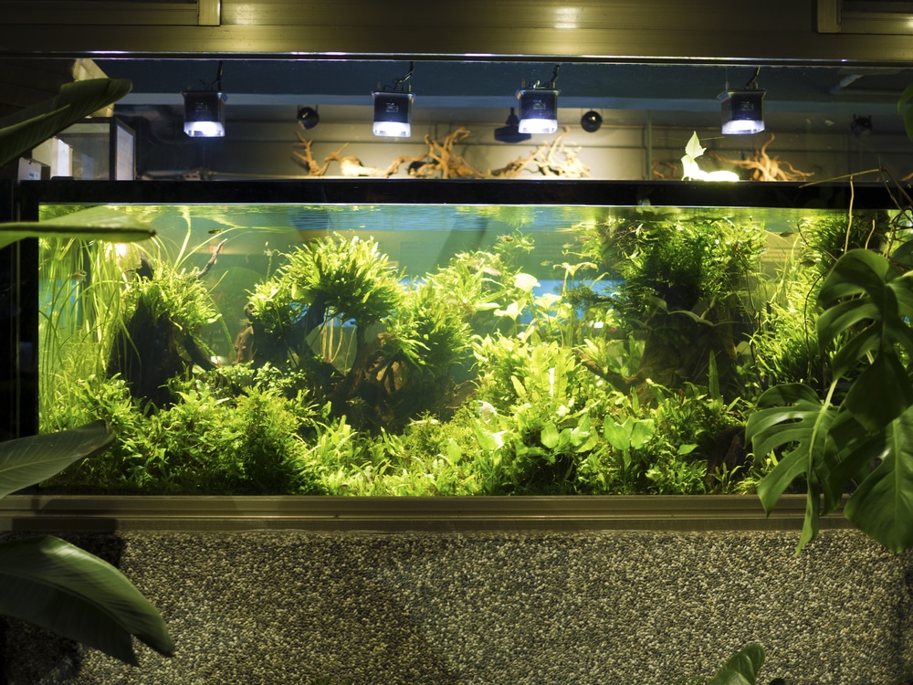 Can peat moss be used in a walstad style aquarium? : r/PlantedTank