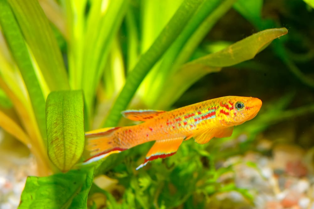 Killifish in freshwater aquarium