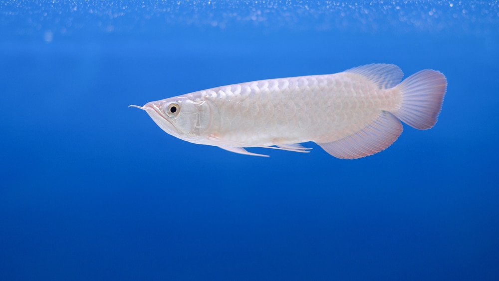 moonlight silver arowana