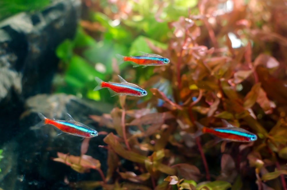 neon tetra dither fish