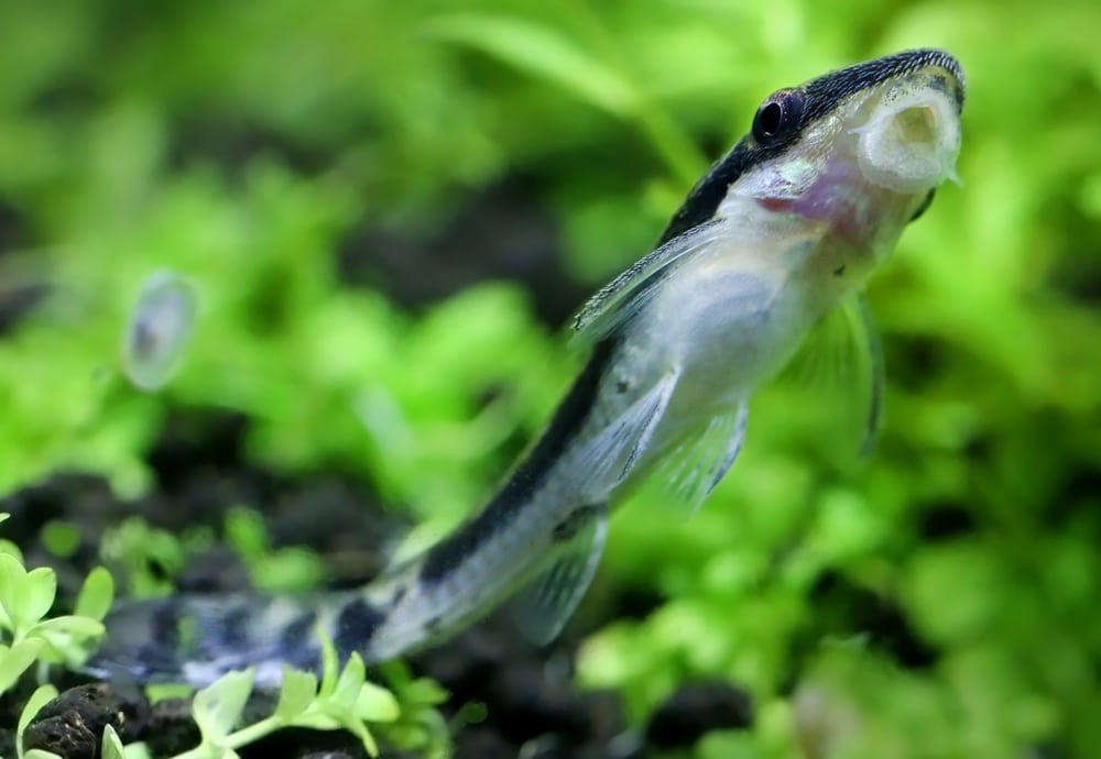 Otocinclus in planted aquarium