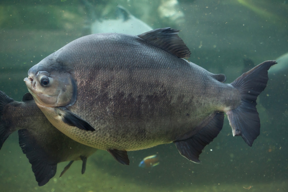 pacu fish