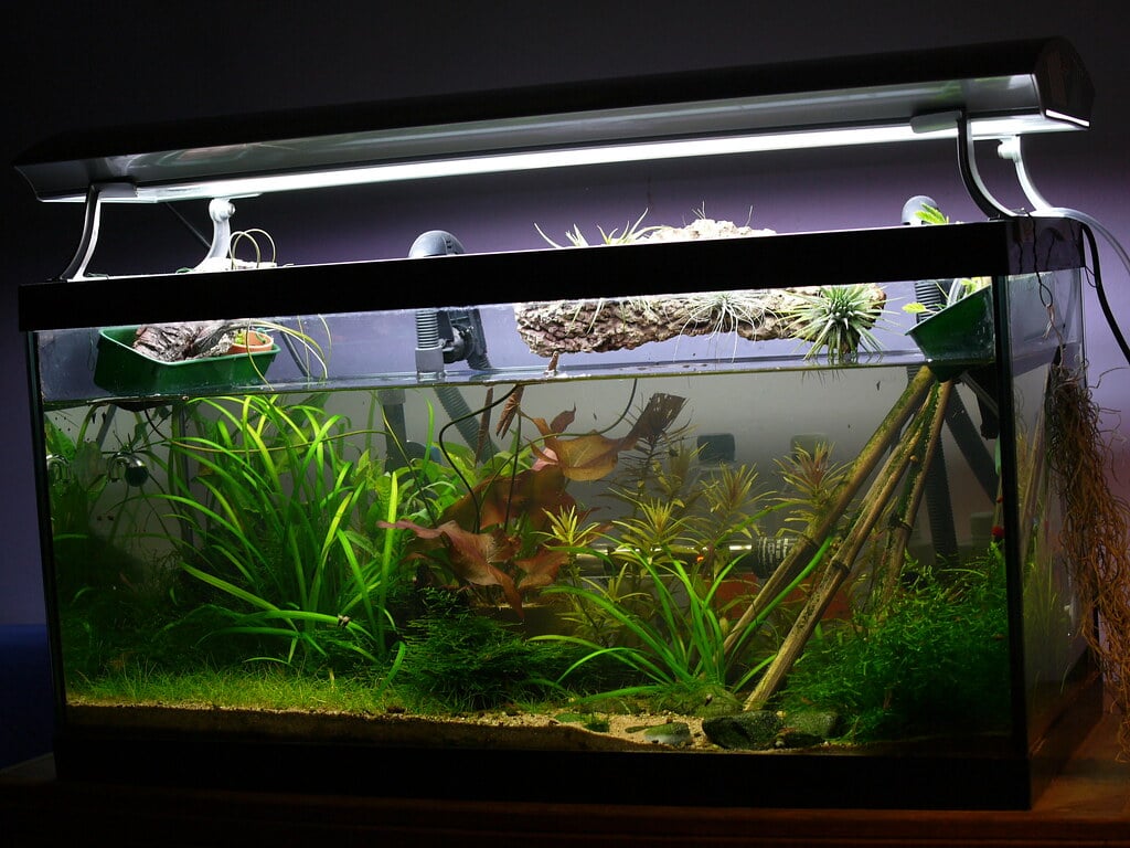 planted aquarium with LED light