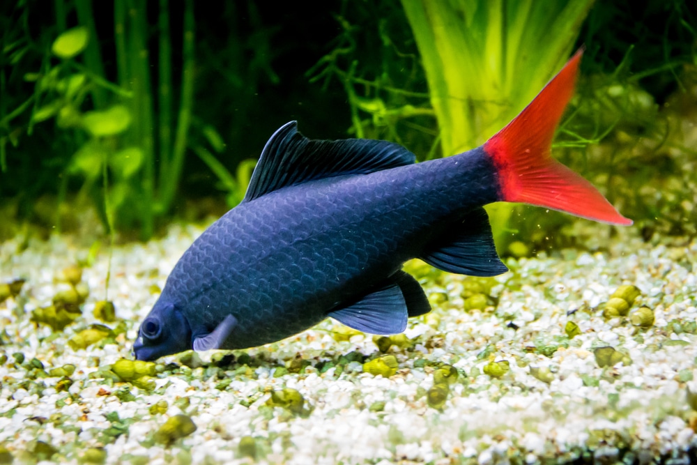 Red-tailed black shark (Epalzeorhynchos bicolor; Labeo bicolor)