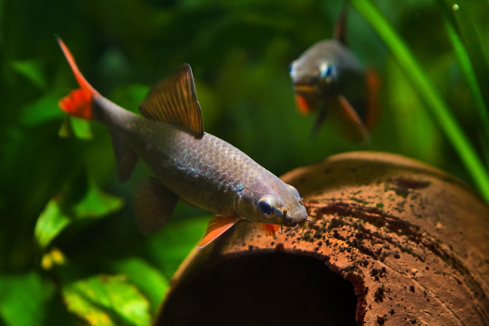 freshwater aquarium stores