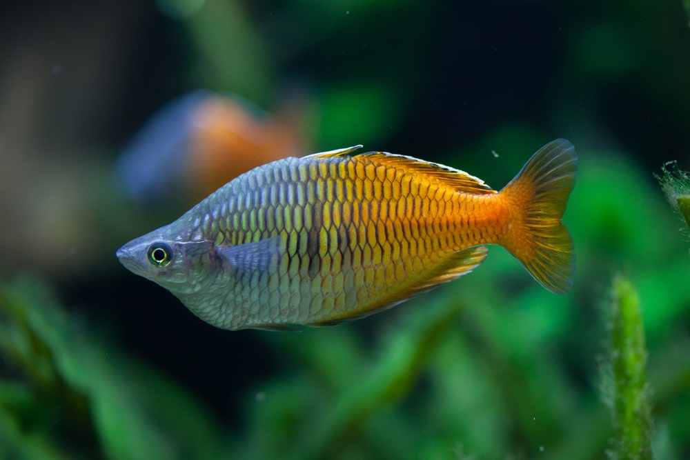 Boeseman's rainbowfish 