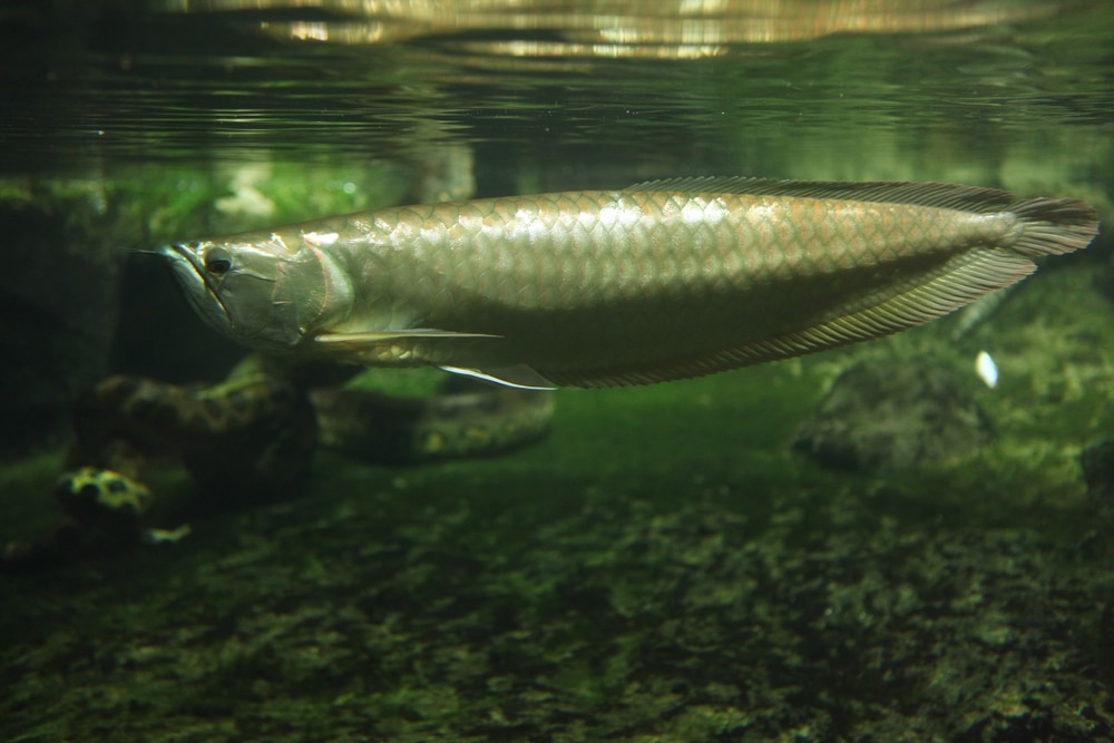 Silver arowana (Osteoglossum bicirrhosum)