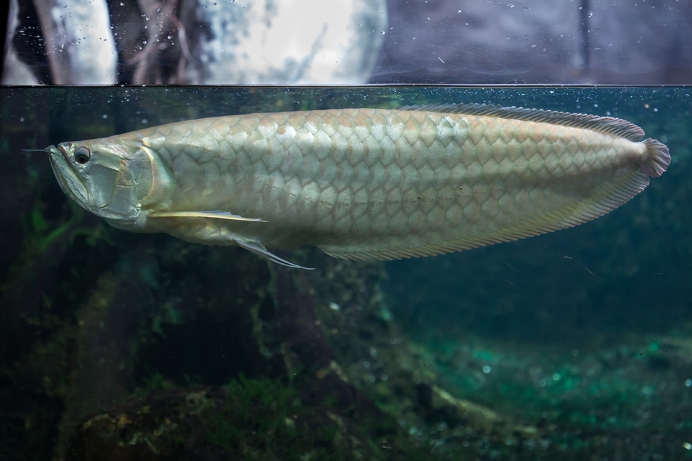 Silver arowana (Osteoglossum bicirrhosum). Wildlife animal.