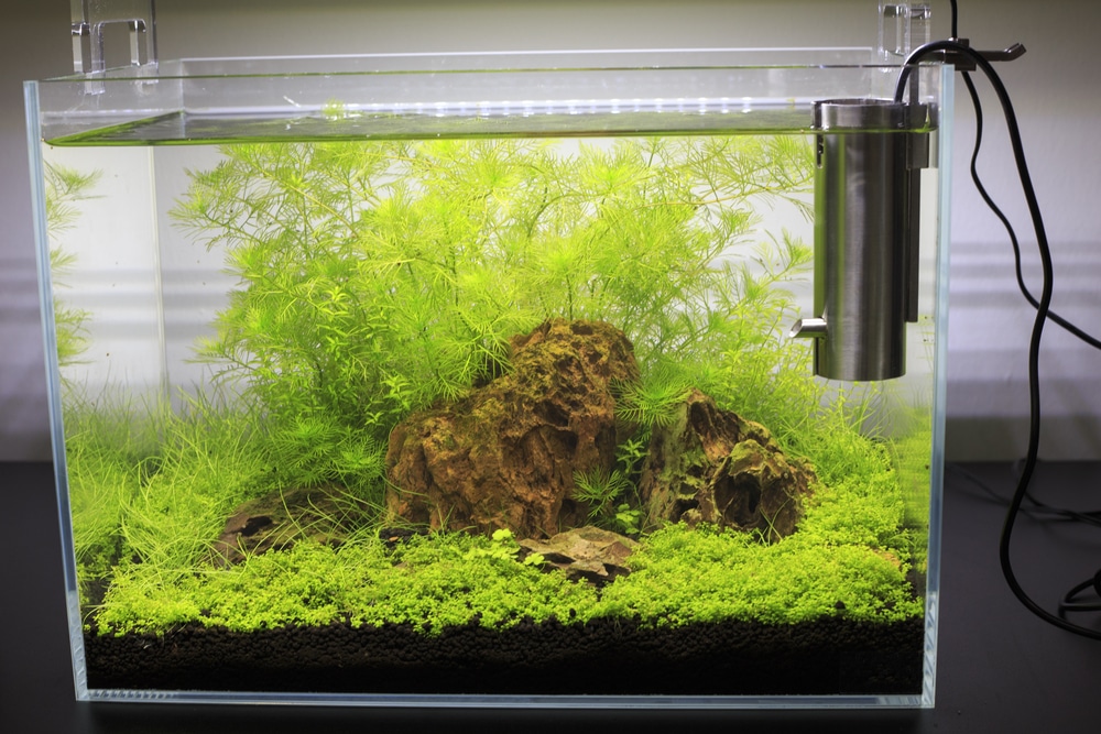 small aquarium with plants