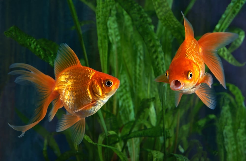 goldfish in aquarium with plants