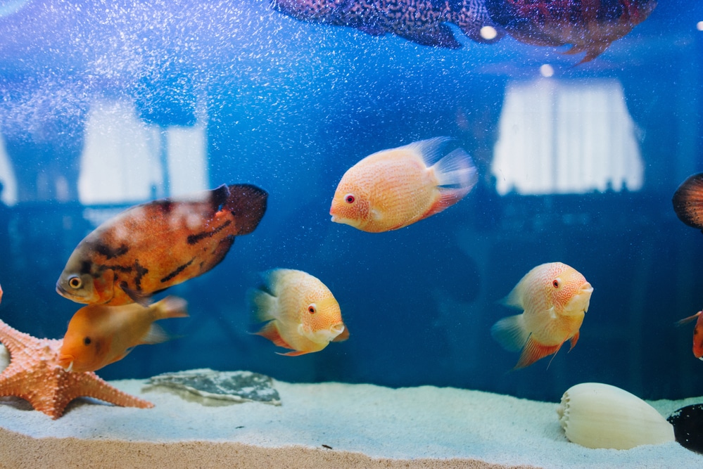 fish in aquarium