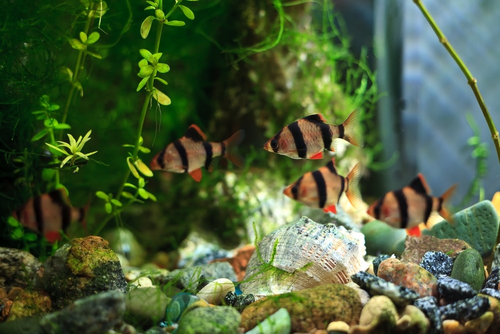 tiger barb