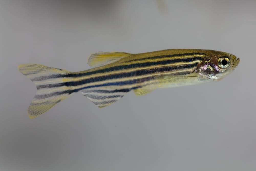 zebra danios