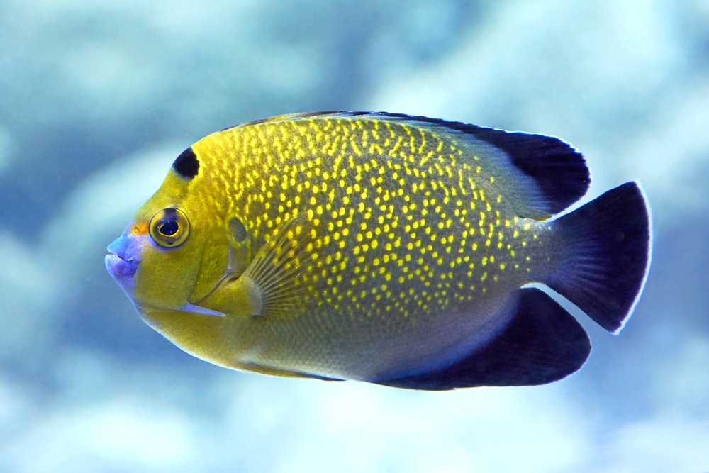 Closeup image of the Goldflake Angelfish