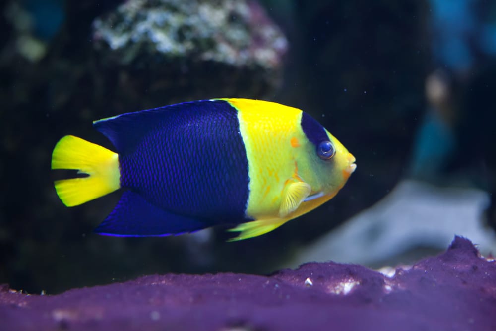 Bicolor angelfish (Centropyge bicolor)