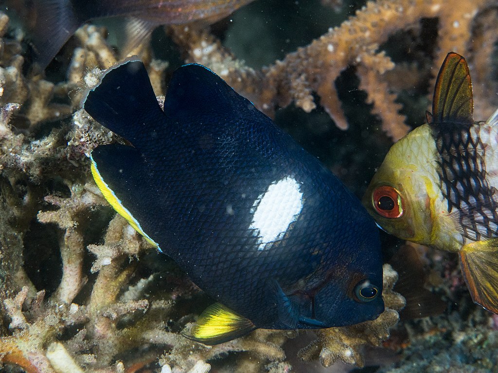 keyhole angelfish