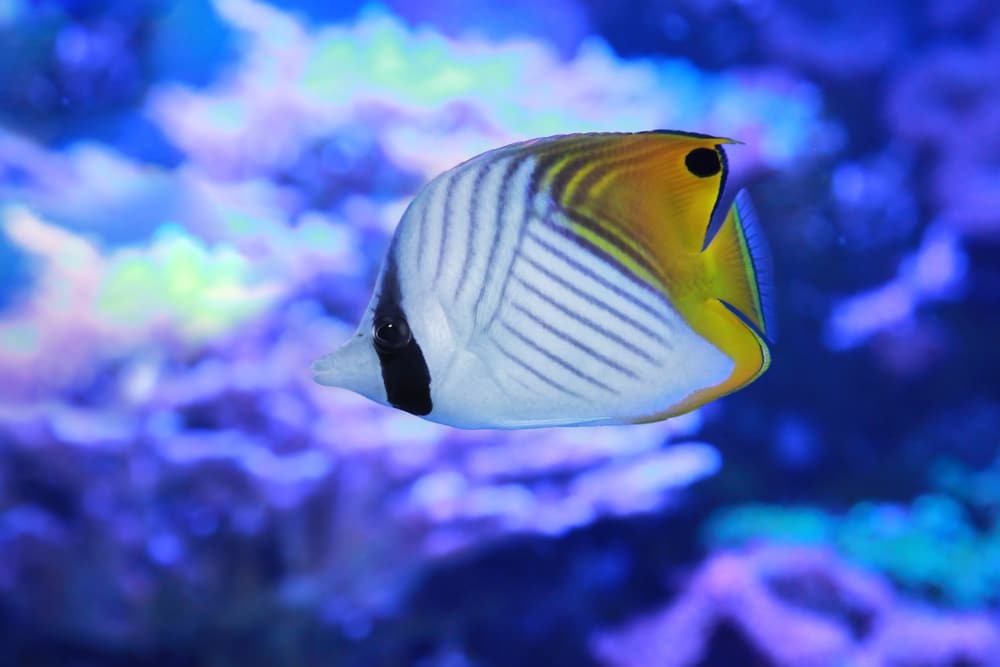 Threadfin butterflyfish