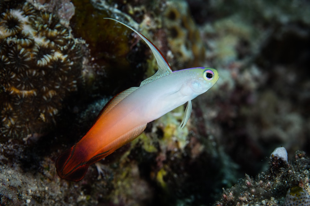 FIRE GOBY