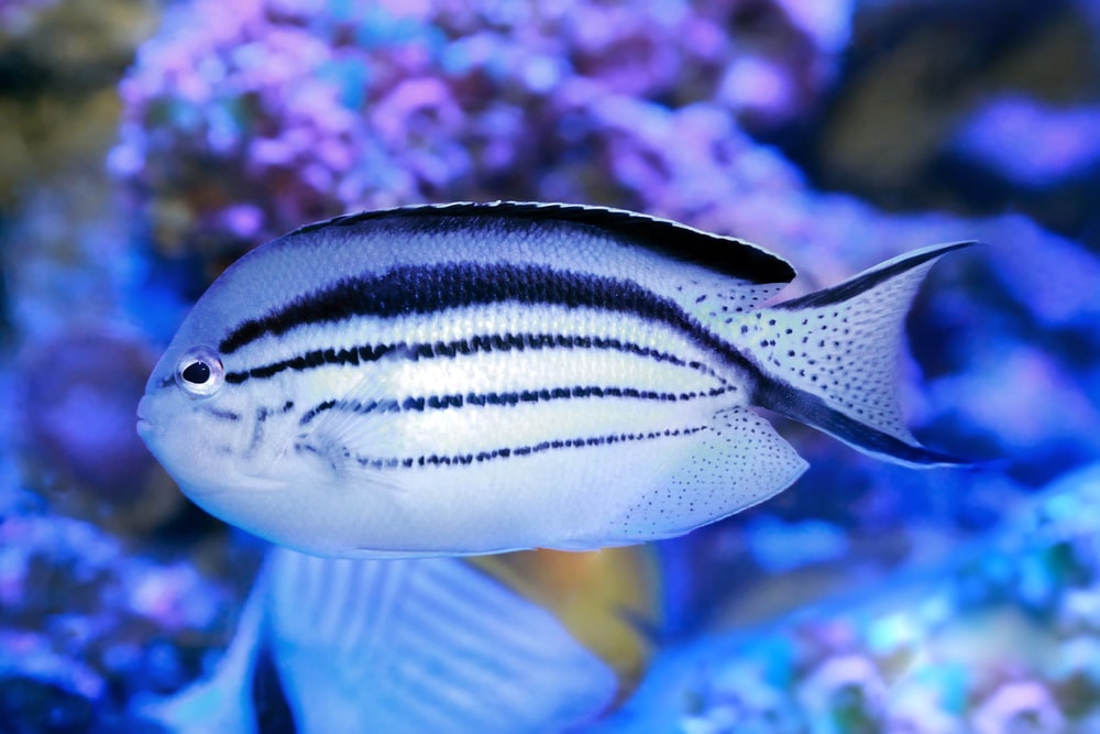 Angelfish - Genicanthus lamarck