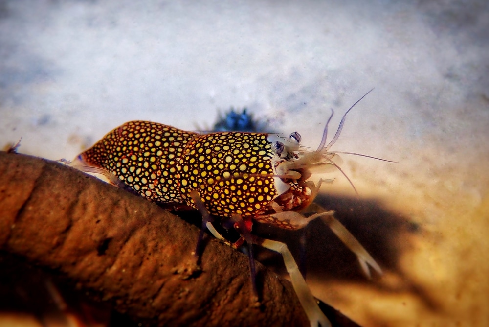 marble shrimp