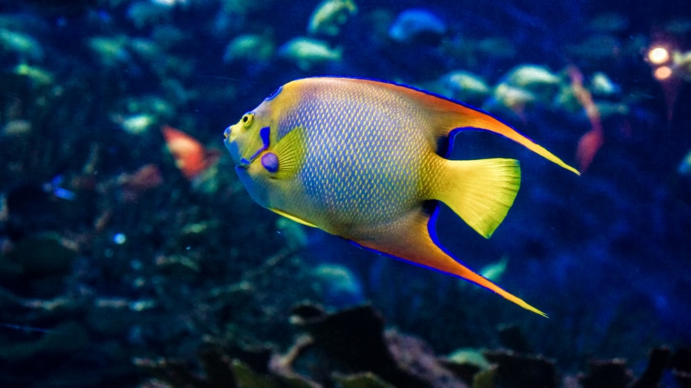 Queen Angelfish