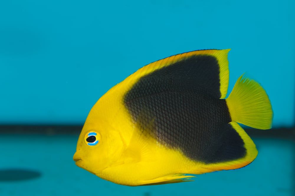 Rock Beauty Angelfish (Holacanthus tricolor) in Aquarium