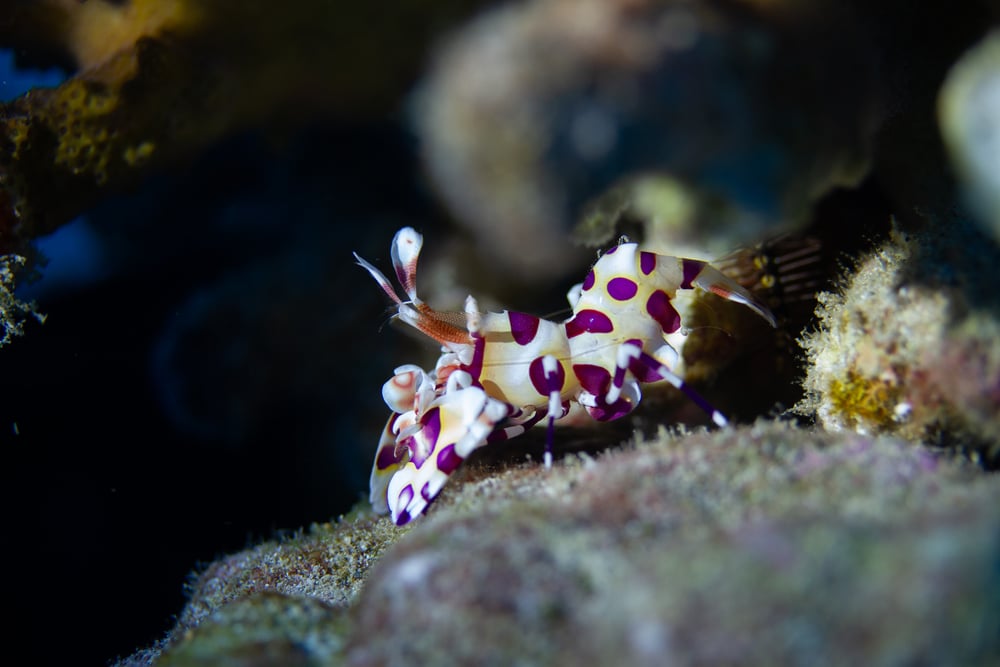 Harlequin Shrimp