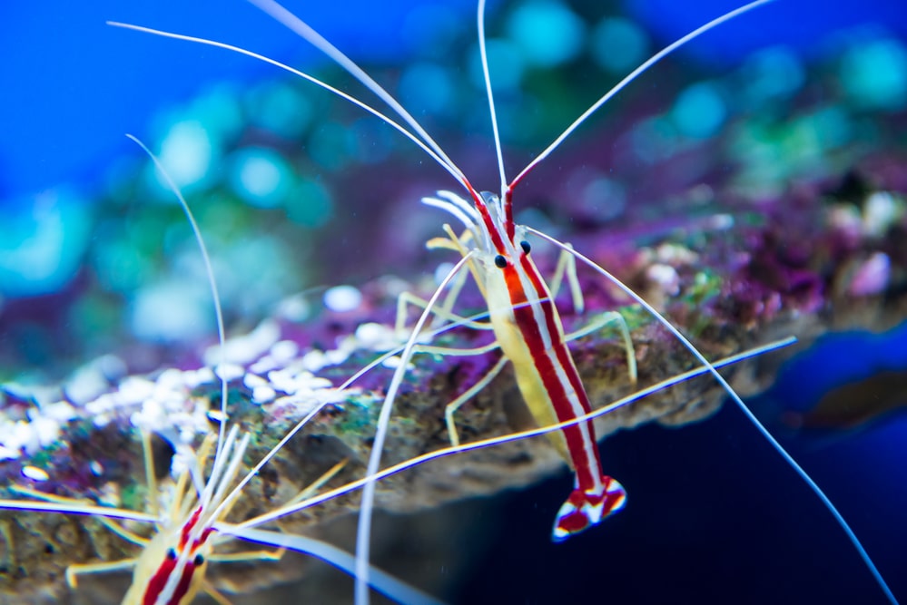 skunk cleaner shrimp