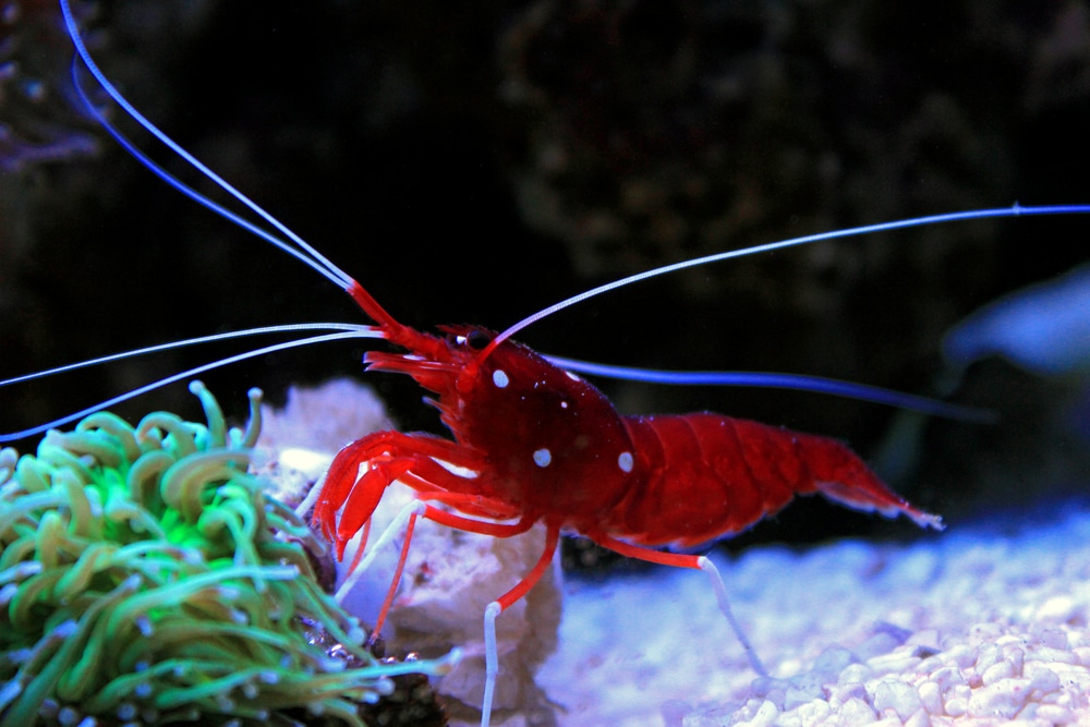 Lysmata debelius (vermelho fogo camarão)